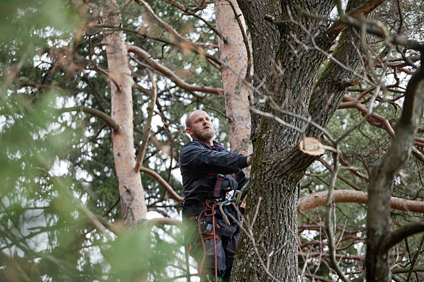 Best Utility Line Clearance  in Wilton Center, CT